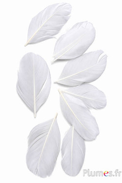Blütenblätter aus Federn - 6-8 x 3-4 cm- weiss